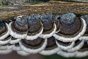 Schmetterlingstrameten wachsen dachziegelartig auf dem abgestorbenen Stamm einer Rotbuche, Trametes versicolor, Turkey Tail grows in tiled layers on the dead trunk of a Common Beech
