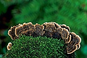 Schmetterlings-Trameten sind ungeniessbar  -  (Bunte Tramete - Foto Schmetterlings-Tramete auf einem moosbewachsenen Baumstumpf), Trametes versicolor  -  Coriolus versicolor  -  Polyporus versicolor, Turkey Tail is an inedible mushroom  -  (Wood Decay - Photo Turkey Tail on a moss-grown tree stump)