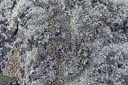 Eine Flechtengemeinschaft bestehend aus Muster-Schuesselflechten und Krustenflechten (links unten) auf einem Fels in der Tundra, Xanthoparmelia protomatrae  -  Ophioparma ventosa, A lichen community consisting of sample Rock-shield Lichens and Bloodstain Lichens (bottom left) on a rock in the tundra