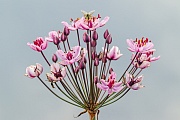 Die Schwanenblume ist in Israel eine stark gefaehrdete Pflanze, der Grund ist die Zerstoerung des Lebensraums  -  (Blumenbinse - Foto Schwanenblume Bluetendolde), Butomus umbellatus, Flowering Rush, in Israel, it is an endangered species  -  (Grass Rush - Photo Flowering Rush umbel)