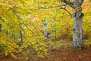 Buchenwald im Herbst, Naturreservat Helgerum  -  Schwedischer Schaerengarten, Beech forest in autumn