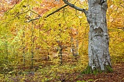Buchenwald im Herbst, Naturreservat Helgerum  -  Schwedischer Schaerengarten, Beech forest in autumn