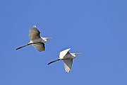 Silberreiher erreichen eine Koerperlaenge von 80 - 104 cm  -  (Foto Silberreiher Altvoegel im Flug), Ardea alba, Great Egret has a body length of 80 to 104 cm  -  (Great White Egret - Photo Great Egret adult birds in flight)