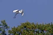 Silberreiher, die Jungvoegel sind nach 6 - 7 Wochen flugfaehig  -  (Foto Silberreiher landet auf einem Baum)