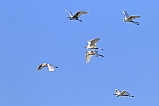 Silberreiher, in Deutschland gibt es nur sehr wenige Brutnachweise  -  (Foto Silberreiher Altvoegel im Flug), Ardea alba, Great Egret, they are rare breeders in Germany  -  (Great White Egret - Photo Great Egret adult birds in flight)