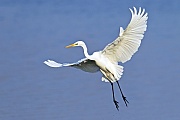 Silberreiher sind sehr gesellige Voegel  -  (Foto Silberreiher im Ruhekleid), Ardea alba, Great Egret is a gregarious species  -  (Common Egret - Photo Great Egret adult bird in flight)