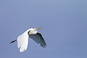 Silberreiher, die Jungvoegel sind nach 6 - 7 Wochen flugfaehig  -  (Foto Silberreiher Flugfoto), Ardea alba, Great Egret, the young are able to fly within 6 to 7 weeks  -  (Large Egret - Photo Great Egret in flight)
