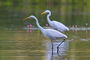 Silberreiher erreichen eine Koerperlaenge von 80 - 104 cm  -  (Foto Silberreiher auf der Jagd nach Fischen), Ardea alba, Great Egret has a body length of 80 to 104 cm  -  (Great White Heron - Photo Great Egret hunting for fish)