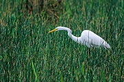 Silberreiher sind Koloniebrueter  -  (Foto Silberreiher auf Nahrungssuche), Ardea alba, Great Egret breeds in colonies  -  (Great White Egret - Photo Great Egret foraging)