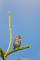 Singammer, belegt ist in freier Wildbahn ein Hoechstalter von 11,3 Jahren  -  (Foto Singammer in Kanada), Melospiza melodia, Song Sparrow, the maximum lifespan in the wild is 11,3 years  -  (Photo Song Sparrow in Canada)