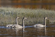 Drei Singschwaene im Jugendkleid auf einem Tundrasee in Norwegen, Cygnus cygnus, Three Whooper Swans in juvenile plumage on a tundra lake in Norway