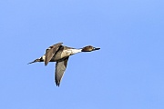 Pintail feeds mainly in the evening or at night  -  (Northern Pintail - Photo Pintail drake in flight)