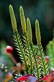 Sprossender Baerlapp hat eine ethnobotanische Bedeutung durch die Nutzung als Heilpflanze - (Wald-Baerlapp  -  Schlangen-Baerlapp), Lycopodium annotinum, Stiff Clubmoss each branch containing a cone at the top - (Bristly club-Moss)