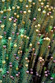 Das Steifblaettrige Frauenhaarmoos ist eine typische Pflanze der Hochmoore, Polytrichum strictum, The Strict Haircap is a typical plant of the hill moors