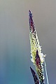 Die Fruechte der Steifen Segge reifen bereits im Mai und Juni, Carex elata, The fruits of the Tufted Sedge ripen already in May and June