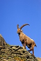 Alpensteinbock im Hochgebirge - (Gemeiner Steinbock), Capra ibex, Alpine Ibex buck standing in the high mountain range - (Steinbock)