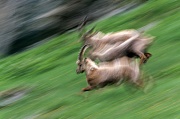 Alpensteinboecke rennen in einer Felswand - (Gemeiner Steinbock), Capra ibex, Alpine Ibex buck running in a crag - (Steinbock)