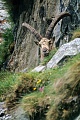 Alpensteinbock ruht in einer Felswand - (Gemeiner Steinbock), Capra ibex, Alpine Ibex buck resting in a crag - (Steinbock)