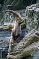 Alpine Ibex buck climbing in a crag - (Steinbock)