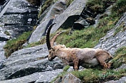 Alpensteinbock klettert in einer Felswand - (Gemeiner Steinbock), Capra ibex, Alpine Ibex buck climbing in a crag - (Steinbock)