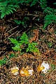 Junge Gemeine Stinkmorcheln werden im Jugendstadium als Hexeneier genannt  -  (Gewoehnliche Stinkmorchel - Foto Gemeine Stinkmorcheln im Jugendstadium, die sogenannten Hexeneier), Phallus impudicus, Common Stinkhorn in juvenile stage called witches egg  -  (Shameless Stinkhorn  -  Photo juvenile Common Stinkhorn called witches egg)