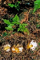 Junge Gemeine Stinkmorcheln, die sogenannten Hexeneier sind im Jugendstadium essbar  -  (Gewoehnliche Stinkmorchel - Foto Gemeine Stinkmorcheln im Jugendstadium, die sogenannten Hexeneier), Phallus impudicus, Juvenile Common Stinkhorns, the so-called witches eggs are edible when young  -  (Dickes-Nipes  -  Photo juvenile Common Stinkhorn called witches egg)