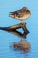 Das Stockenten-Weibchen steht schlafend auf einer aus dem Wasser ragenden Baumwurzel, in unregelmaessigen Abstaenden hebt die Ente den Kopf ein kleines Stueck aus dem Gefieder und beobachtet die Umgebung