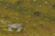 Gemeine Strandkrabben sind sehr anpassungsfaehig, sie tolerieren Wassertemperaturen von 0 - 30 Grad Celsius  -  (Foto Gemeine Strandkrabbe sonnt sich gut getarnt im Schlickwatt), Carcinus maenas, Shore Crab survive in temperatures from 0 to 30 degree celsius  -  (Green Crab - Photo Shore Crab well camouflaged in mudflats)