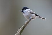 Marsh tits, due to their plain plumage, are one of the less conspicuous species at the wintry feeding place