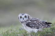 Die Sumpfohreule hat eine Koerperlaenge von 34-42 cm und erreicht dabei ein Koerpergewicht von 206-475 g, Asio flammeus, The Short-eared Owl is a medium-sized owl measuring 34-42 cm in length and weighing 206-475 g