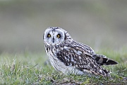 Sumpfohreulen erreichen eine Fluegelspannweite von 85-110 cm, Asio flammeus, Short-eared Owl, the wingspan range from 85 to 110 cm