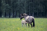 Konik - Stute saeugt Fohlen auf einer Wiese mit Hahnenfuss - (Waldtarpan - Rueckzuechtung), Equus ferus caballus - Equus ferus ferus, Heck Horse mare lactates foal on a meadow with Buttercup - (Tarpan - breeding back)