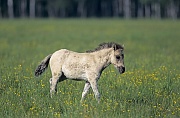 Konik - Fohlen ueberquert eine Waldwiese - (Waldtarpan - Rueckzuechtung), Equus ferus caballus - Equus ferus ferus, Heck Horse foal crosses a forest meadow - (Tarpan - breeding back)