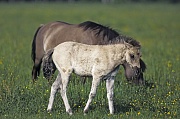 Konik - Fohlen und Stute auf einer Wiese mit Hahnenfuss - (Waldtarpan - Rueckzuechtung), Equus ferus caballus - Equus ferus ferus, Heck Horse foal and mare on a meadow with Buttercup - (Tarpan - breeding back)