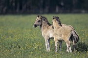 Konik - Fohlen stehen auf einer Wiese mit Hahnenfuss - (Waldtarpan - Rueckzuechtung), Equus ferus caballus - Equus ferus ferus, Heck Horse foals stand on a meadow with Buttercup - (Tarpan - breeding back)