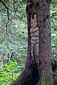 Der Rabe spielt in der Mythologie der Tlingit eine wichtige Rolle  -  (Das Symbol bedeutet - Der Nachrichtenueberbringer), KAA DAAT YAWUSTAAGI, The raven plays an important role in the Tlingit mythology  -  (This symbol means - The Caretaker)