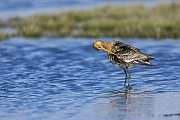 Der lange Schnabel der Uferschnepfe ist bei der Gefiederpflege sehr hilfreich, Limosa limosa, The long beak of the Black-tailed Godwit is very helpful in preening