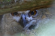 Uhu, das Weibchen legt in der Regel 1 - 4 Eier  -  (Foto Uhu Portraet vom Jungvogel), Bubo bubo, Eurasian eagle-owl, the clutch size is usually 1 to 4 eggs  -  (European eagle-owl - Photo Eurasian eagle-owl close-up of a young)
