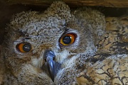 Der Uhu nutzt den Nistplatz haeufig ueber mehrere Jahre  -  (Foto Uhu Portraet vom Jungvogel), Bubo bubo, Eurasian eagle-owl often uses the same nest site year after year  -  (Eagle Owl - Photo Eurasian eagle-owl close-up of a young)