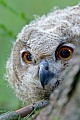 Der Uhu erreicht eine Fluegelspannweite von 157 -168 cm  -  (Foto Uhu Jungvogel), Bubo bubo, Eurasian eagle-owl has a wingspan at 157 - 168 cm  -  (Eagle Owl - Photo European eagle-owl chick)