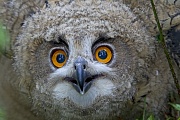 Der Uhu steht an der Spitze der Nahrungskette, er ist ein sogenannter Spitzenpraedator  -  (Foto Uhu Jungvogel Portraet), Bubo bubo, Eurasian eagle-owl is on the top of the food chain, it is a so-called top-level predator  -  (European eagle-owl - Photo Eurasian eagle-owl close-up of a chick)