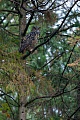 Waehrend des Tages ruht der Uhu haeufig auch ausserhalb der Brutzeit in der Naehe des Brutplatzes, Bubo bubo, During the day the Eurasian eagle-owl often rests near the breeding site, even outside the breeding season