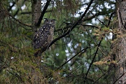 Das Uhu-Weibchen legt in der Regel 1 - 4 Eier  -  (Foto Uhu in seinem Tageseinstand), Bubo bubo, The female Eurasian eagle-owl usually lays 1 - 4 eggs  -  (European eagle-owl - Photo Eurasian eagle-owl in its daytime roost)