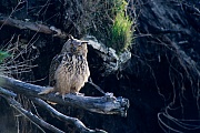 Uhu, sollte das Erstgelege verloren gehen kann es zum Nachgelege kommen  -  (Foto Uhu in einer Steilwand), Bubo bubo, Eurasian eagle-owl, if the first clutch should be lost it can come to a second clutch  -  (European eagle-owl - Photo Eurasian eagle-owl in a steep slope)