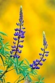 Die VielblÃ¤ttrige Lupine blueht von Mai bis in den August  -  (Stauden-Lupine - Foto Vielblaettrige Lupine vor bluehendem Ginster), Lupinus polyphyllus, The Large-leaved Lupin blossoms from May to August  -  (Big-leaved Lupin - Photo Large-leaved Lupin in front of blooming broom)