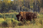 Amerikanischer Bisonbulle beobachtet den Fotografen - (Waldbison - Indianerbueffel), Bison bison - Bison bison (athabascae), American Bison bull observing the photographer - (Wood Bison - Mountain Bison)