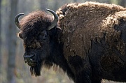Amerikanische Bisonkuh steht in der Praerie - (Waldbison - Indianerbueffel), Bison bison - Bison bison (athabascae), American Bison cow standing in the prairie - (Wood Bison - Mountain Bison)