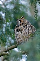 Die Jungvoegel der Waldohreule haben einen markanten Ruf der an eine quietschende Tuer erinnert  -  (Foto Waldohreule macht das was man am Schlafplatz macht, sie schlaeft), Asio otus, Long-eared owl, the young have a characteristic call, likened to a rusty hinge  -  (Northern Long-eared owl - Photo Long-eared owl at the wintry sleeping place)