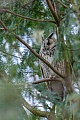 Die Waldohreule ist ein Daemmerungs- und Nachtjaeger  -  (Foto Waldohreule am winterlichen Eulenschlafplatz), Asio otus, Long-eared owl is a dawn and nocturnal hunter  -  (Lesser Horned Owl - Photo Long-eared owl at wintry sleeping place)