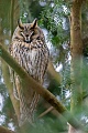Die Brutpaare der Waldohreule leben in einer monogamen Saisonehe  -  (Foto Waldohreule am Schlafplatz), Asio otus, The breeding pairs of the Long-eared owl live in a monogamous seasonal relationship  -  (Northern Long-eared owl - Photo Long-eared owl at roosting place)